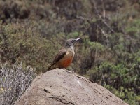 Ground Woodpecker (Geocolaptes olivaceus)