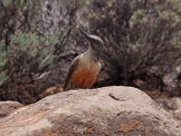Ground Woodpecker (Geocolaptes olivaceus)