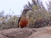 Ground Woodpecker (Geocolaptes olivaceus)
