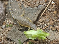 Lizzard sp.
