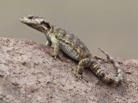 Lizzard sp.
