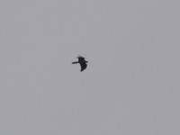 Bearded Vulture (Gypaetus barbatus) Lammergeier