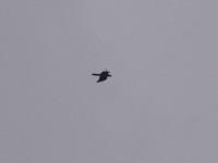 Bearded Vulture (Gypaetus barbatus) Lammergeier
