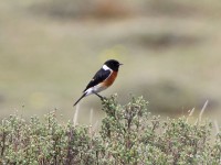 African Stonechat (Saxicola torquatus)