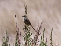 Karoo Prinia (Prinia maculosa)