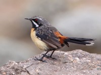 Drakensberg Rockjumper (Chaetops aurantius)