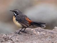 Drakensberg Rockjumper (Chaetops aurantius)