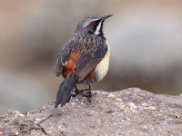 Drakensberg Rockjumper (Chaetops aurantius)