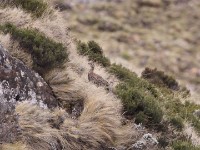Grey-winged Francolin (Scleroptila afra)