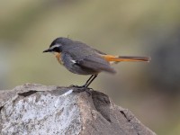 Cape Robin-Chat (Cossypha caffra)