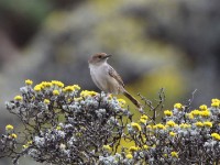 Wailing Cisticola (Cisticola lais)