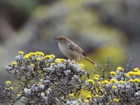 Wailing Cisticola (Cisticola lais)