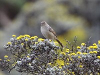 Wailing Cisticola (Cisticola lais)