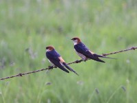 Greater Striped Swallow (Cecropis cucullata)