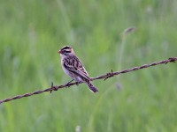 Pin-tailed Whydah (Vidua macroura)