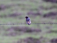 South African Cliff Swallow (Petrochelidon spilodera)