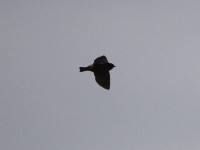 South African Cliff Swallow (Petrochelidon spilodera)
