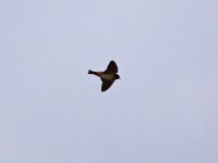 South African Cliff Swallow (Petrochelidon spilodera)