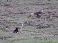 Pied Starling (Lamprotornis bicolor)