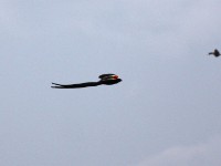 Long-tailed Widowbird (Euplectes progne)