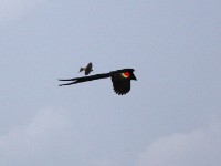 Long-tailed Widowbird (Euplectes progne)