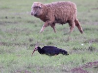 Southern Bald Ibis (Geronticus calvus)