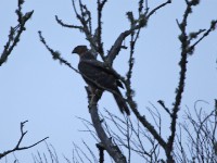 Black Sparrowhawk (Accipiter melanoleucus)