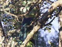 Knysna Turaco (Tauraco corythaix)