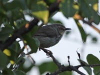 Drakensberg Prinia (Prinia hypoxantha)
