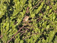 Drakensberg Prinia (Prinia hypoxantha)