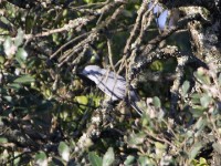 Grey Cuckooshrike (Coracina caesia)