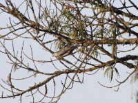 Grey Cuckooshrike (Coracina caesia)