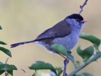 Bush Blackcap (Lioptilus nigricapillus)