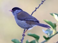 Bush Blackcap (Lioptilus nigricapillus)