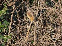 Speckled Mousebird (Colius striatus)