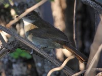 Terrestrial Brownbul (Phyllastrephus terrestris)