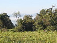 Cape Parrot Forest
