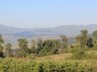 Cape Parrot Forest