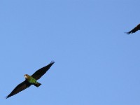 Cape Parrot (Poicephalus robustus)