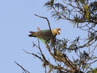 Cape Parrot (Poicephalus robustus)