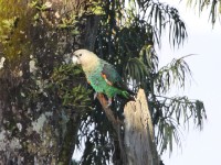 Cape Parrot (Poicephalus robustus)