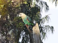 Cape Parrot (Poicephalus robustus)