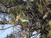 Cape Parrot (Poicephalus robustus)