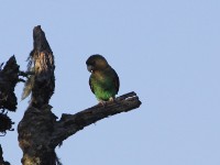 Cape Parrot (Poicephalus robustus)