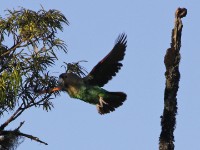 Cape Parrot (Poicephalus robustus) ringed