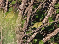 Cape White-eye (Zosterops virens)
