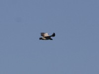 Cape Vulture (Gyps coprotheres)