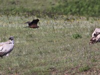 Cape Vulture (Gyps coprotheres)