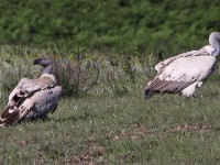 Cape Vulture (Gyps coprotheres)