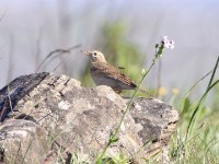 Long-billed Pipit (Anthus similis)